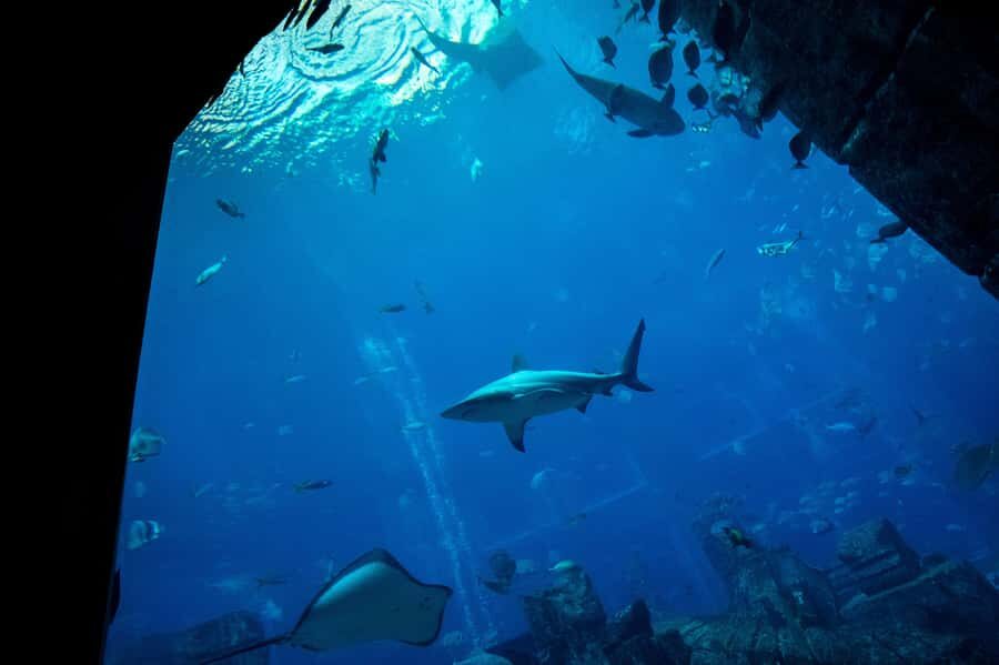 5-Day Pass: Hop-On Hop-Off, Lost World Aquarium, Dubai Frame - FAQ