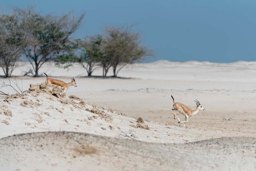 Abu Dhabi: 4-Hour Guided Cruise & Island Hopping - Al Maya Island Resort: beach, pool, hot meal, and a slower stretch of the day