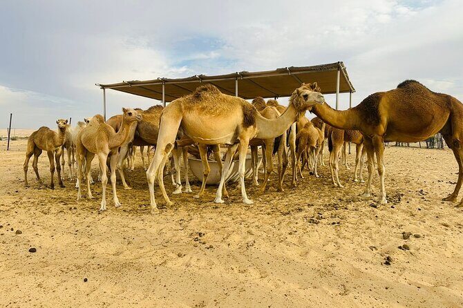 Abu Dhabi Desert Safari With BBQ Dinner & Live Shows - BBQ dinner buffet: good end to the night, watch portion expectations