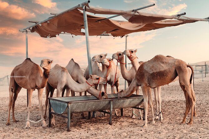 Abu Dhabi Evening Desert Safari BBQ, Camel Ride, Entertainments - BBQ Buffet Dinner: What You Get and How to Plan Your Plate