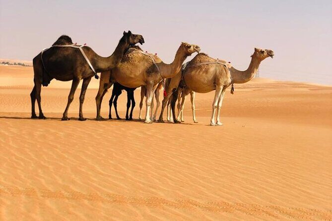 Abu Dhabi: Evening Desert Safari with Camel Ride, BBQ & Live Show - Who This Safari Fits Best (and Who Should Rethink It)