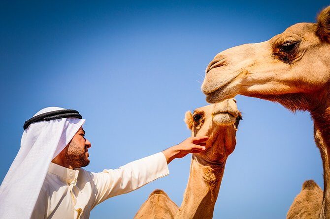 Abu Dhabi: Morning Desert Safari with Camels and Sandboarding - Morning Pickup Into the Abu Dhabi Desert (7:30 AM Start)