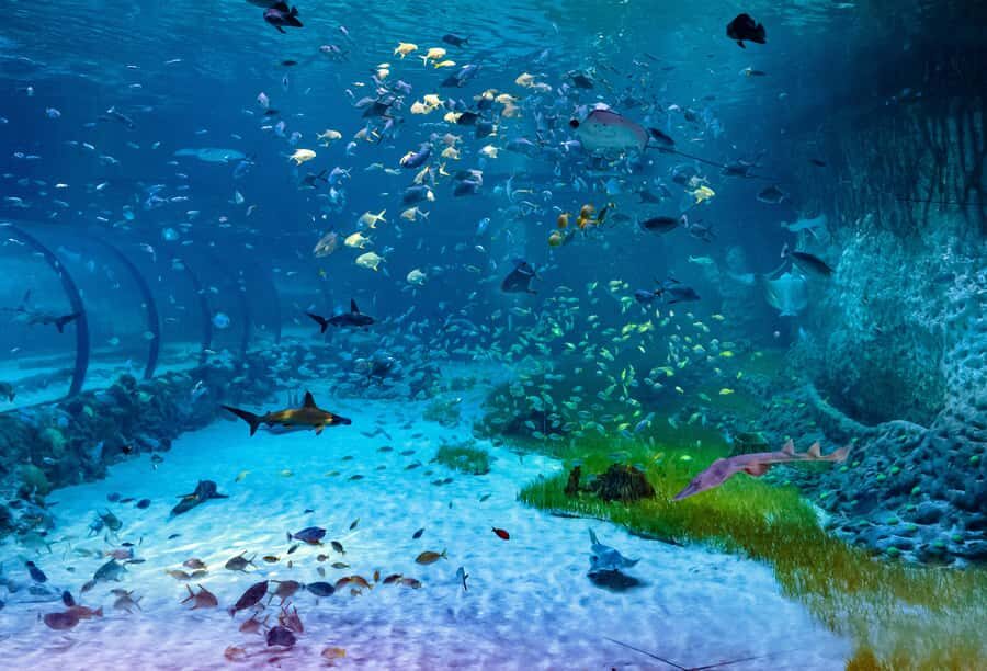Abu Dhabi: National Aquarium Entrance Ticket - Birds, Puffins, and the Non-Fish Stops That Keep Families Happy