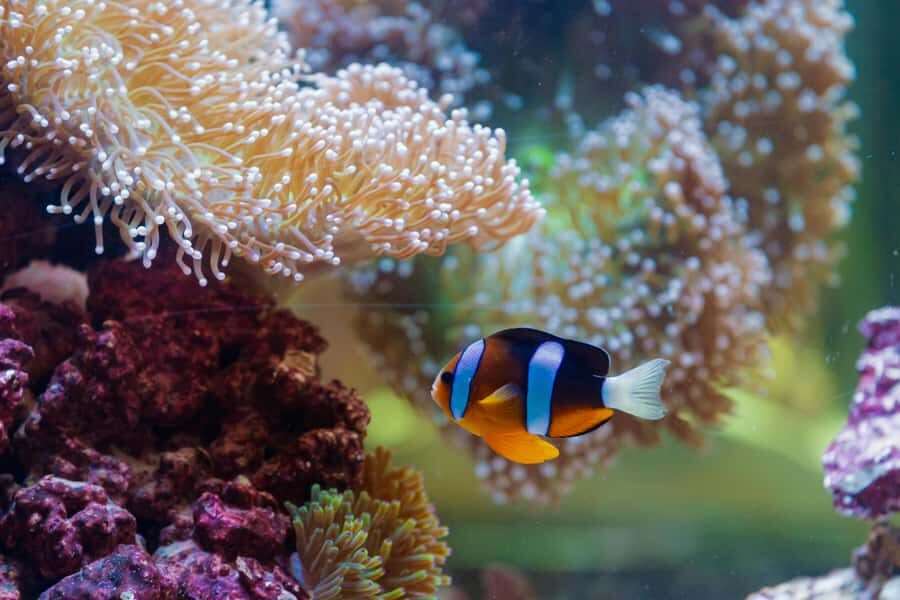 Abu Dhabi: National Aquarium Entrance Ticket - Food, Comfort, and the Canal-Walk Bonus