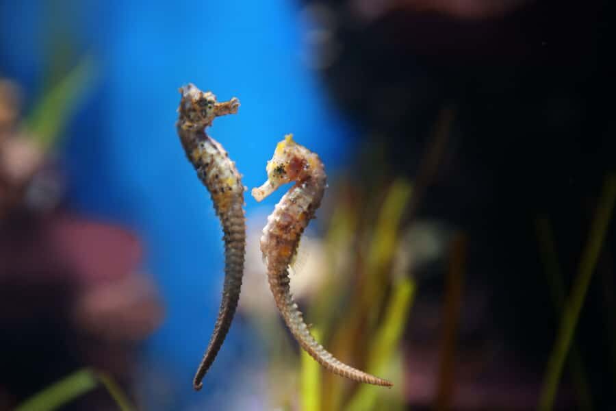 Abu Dhabi: National Aquarium Entrance Ticket - Ticket Value: What $29 Buys You in Real Visiting Time