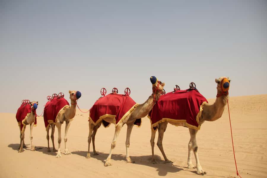 Dubai: Bedouin Camp, Dune Safari, Falcon Show & BBQ Dinner - The core idea: why this safari feels like Dubai’s real detour