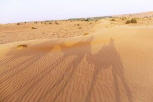 Dubai Camel Desert Safari, Traditional Meal & Heritage Activities - Dubai Desert Conservation Reserve: the first cultural step, right after pickup