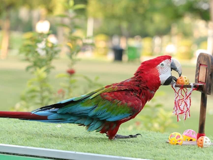 Dubai: Dubai Dolphinarium Dolphin, Seal & Bird Show Tickets - Entering Dubai Dolphinarium at Creek Park Gate 1