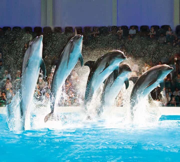Dubai: Dubai Dolphinarium Dolphin, Seal & Bird Show Tickets - Dolphin and Seal Show: trained stunts with real personality