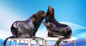 Dubai: Dubai Dolphinarium Dolphin, Seal & Bird Show Tickets - Exotic Bird Show: colorful, interactive, and sometimes fast