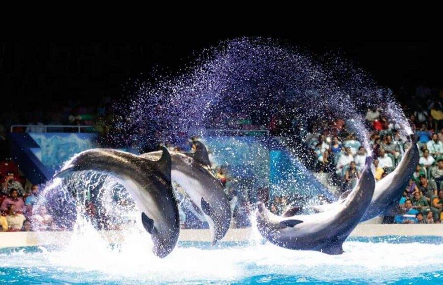 Dubai: Dubai Dolphinarium Dolphin, Seal & Bird Show Tickets - Price and value: the real cost after AED 5