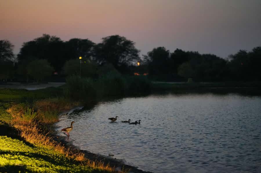 Dubai: Evening Desert Safari with Camel Ride & Stargazing - Camel ride under oil lamps: the slow moment you’ll want twice