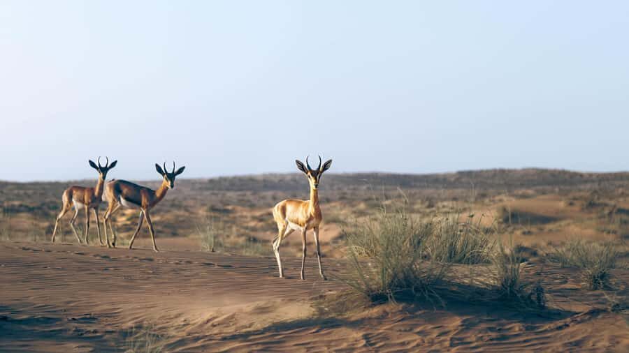 Dubai: Heritage Safari in Vintage Land Rover with Dinner - Falconry at Sunset: The Moment the Day Is Timed For