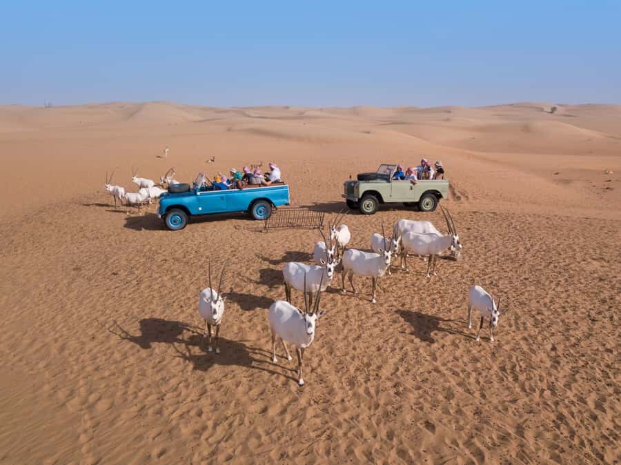 Dubai: Heritage Safari in Vintage Land Rover with Dinner - Drumming, Yola, Shisha, and Stargazing Under the Stars