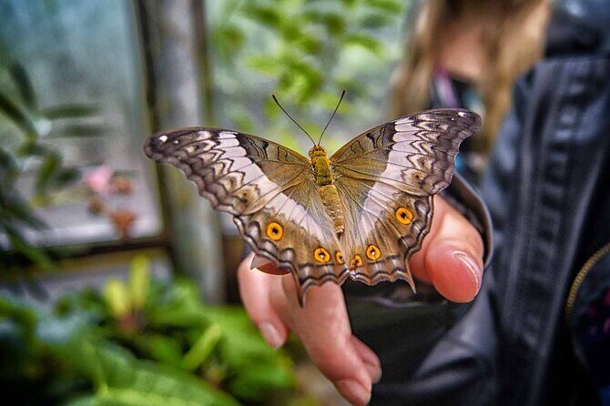 Dubai: Skip-The-Line Ticket to Butterfly Garden - Dubai Butterfly Garden: an air-conditioned nature reset