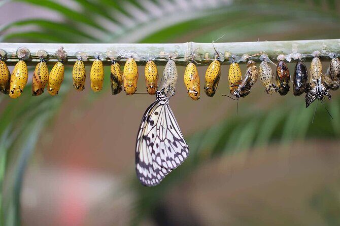 Dubai: Skip-The-Line Ticket to Butterfly Garden - Life-cycle learning areas: you’ll understand the metamorphosis without homework
