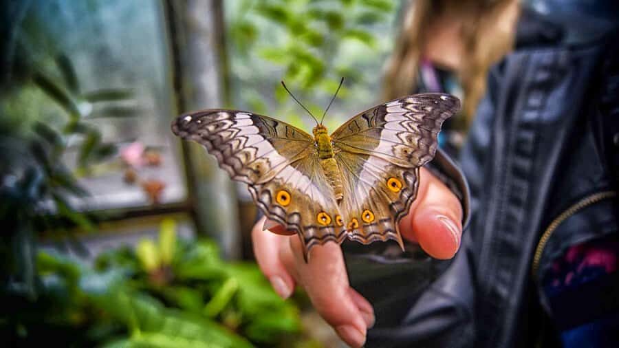 Dubai: Skip-The-Line Ticket to Butterfly Garden - Price and value: what $20 buys you in Dubai