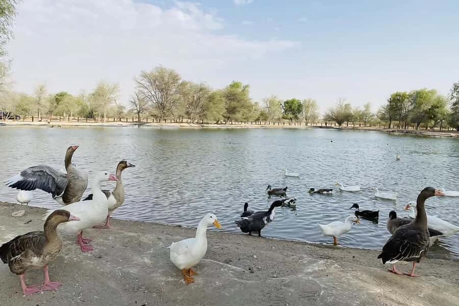 Dubai: Sunrise Desert Jeep Safari with Wildlife Experience - Al Qudra Lakes Photo Stop: Where the Morning Turns Peaceful