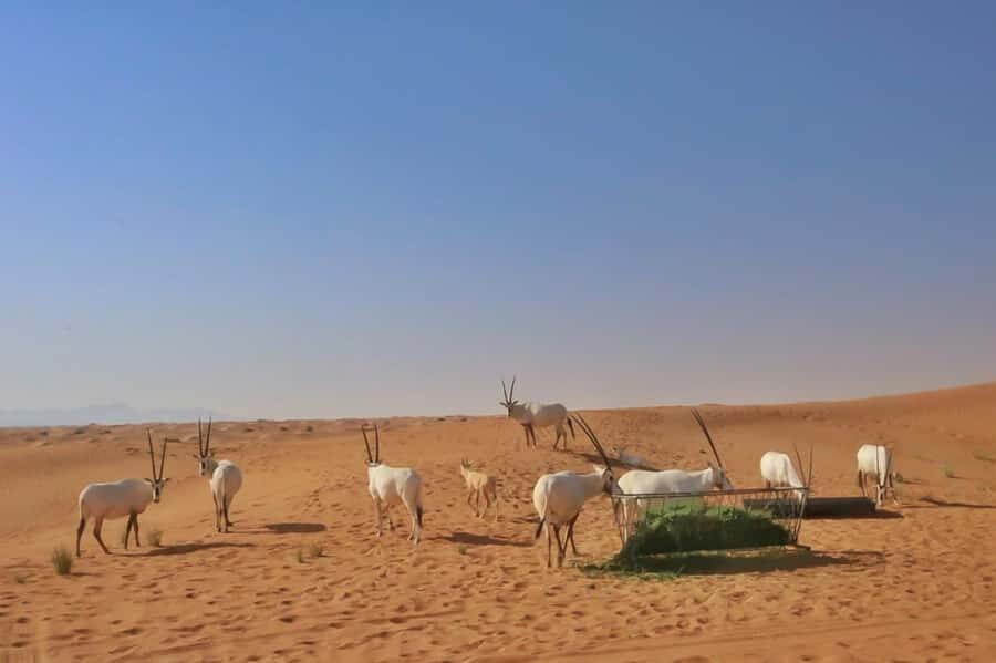 Dubai: Sunrise Desert Jeep Safari with Wildlife Experience - Wildlife at the Lakes: Flamingos and Other Birds at First Light