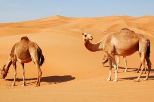 Morning Desert Safari With Quad Bike - Getting picked up in a 4x4, then heading for Lahbab