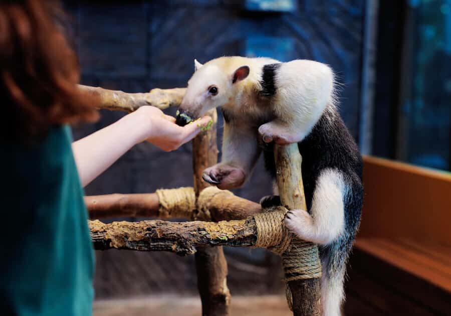 The Green Planet - Dubai's Unique Indoor Rainforest - Up Close With Animals: Sloths, Squirrel Monkeys, and the Boa