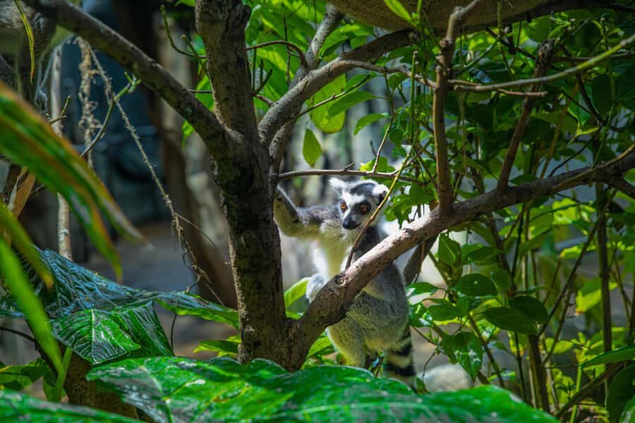 The Green Planet - Dubai's Unique Indoor Rainforest - Price and What $42 Really Buys
